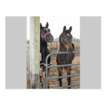 Caballos del sentido de caballo tarjeta postal