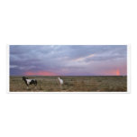 Caballos después de la tormenta cojinete