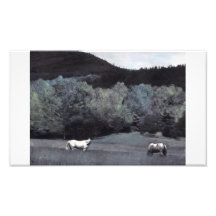 Caballos en el camino del búfalo fotografias