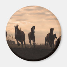 Caballos en el imán de la puesta del sol