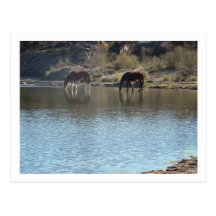 caballos en el río tarjeta postal