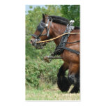 Caballos en tarjeta de visita del arnés