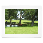 Caballos Fotografías