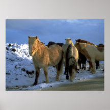 Caballos islandeses en invierno impresiones