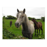 Caballos Postal
