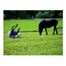 Caballos Postal