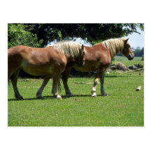Caballos Postales