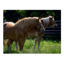 Caballos Postales