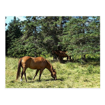 Caballos Postales