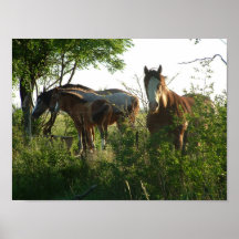 caballos impresiones