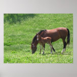 Caballos:  Poster de la yegua y del potro