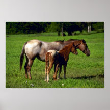 Caballos Posters