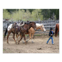 Caballos principales 11x14 del pequeño vaquero arte fotográfico