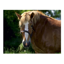 Caballos Tarjeta Postal