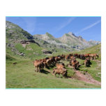 Caballos Tarjetas Postales