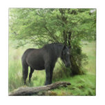 CABALLOS TEJAS