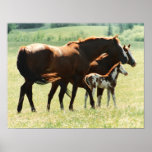 Caballos y imagen del potro posters