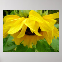 Cabeceo del girasol posters