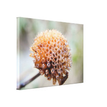 Cabeza de la semilla - bálsamo de abeja lona envuelta para galerias