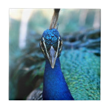 Cabeza del azul de pavo real en imagen teja cerámica
