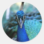 Cabeza del azul de pavo real en imagen pegatinas redondas