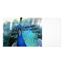 Cabeza del azul de pavo real en imagen tarjeta personal