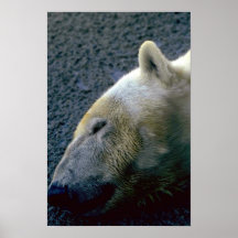 Cabeza del oso polar, dormida posters