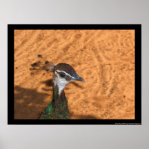 cabeza del pavo real posters