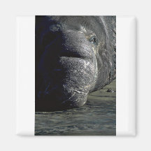 Cabeza del sello de elefante, frontal iman
