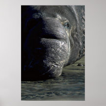 Cabeza del sello de elefante, frontal posters