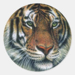 Cabeza del tigre siberiano pegatina redonda