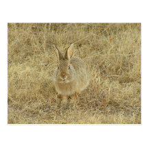 Cabeza en conejito tarjeta postal