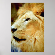 Cabeza masculina del león posters