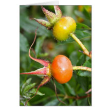 Cabezas de la semilla de la cadera color de rosa e