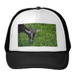 Cabra Gorras De Camionero