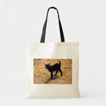 Cabra joven del Pigmy Bolsa