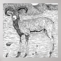 Cabra montés, Urial u ovejas rojas chipriotas Impresiones