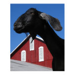 Posters Animales