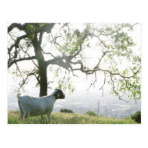 Cabra y postal del árbol