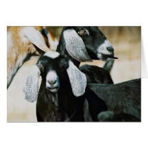 Cabras de Nubian Tarjetón
