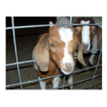 Cabras del bebé tarjeta postal