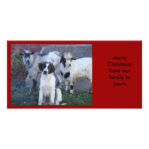 Cabras y familia tarjetas fotográficas 
