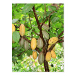 Cacao Postal