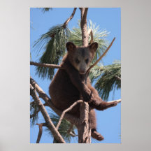 Cachorro de oso impresiones