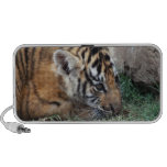 Cachorro de tigre de bebé que se acuesta notebook altavoz