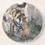 Cachorro de tigre de bebé que se acuesta posavasos diseño