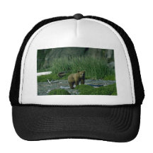 Cachorro de un año Oso-curioso del grisáceo Gorra