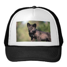 Cachorro gris del Lobo-verano (negro-fase) Gorros Bordados