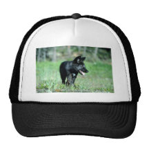 Cachorro gris del Lobo-verano (negro-fase) Gorras