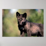 Cachorro gris del Lobo-verano (negro-fase) Impresiones